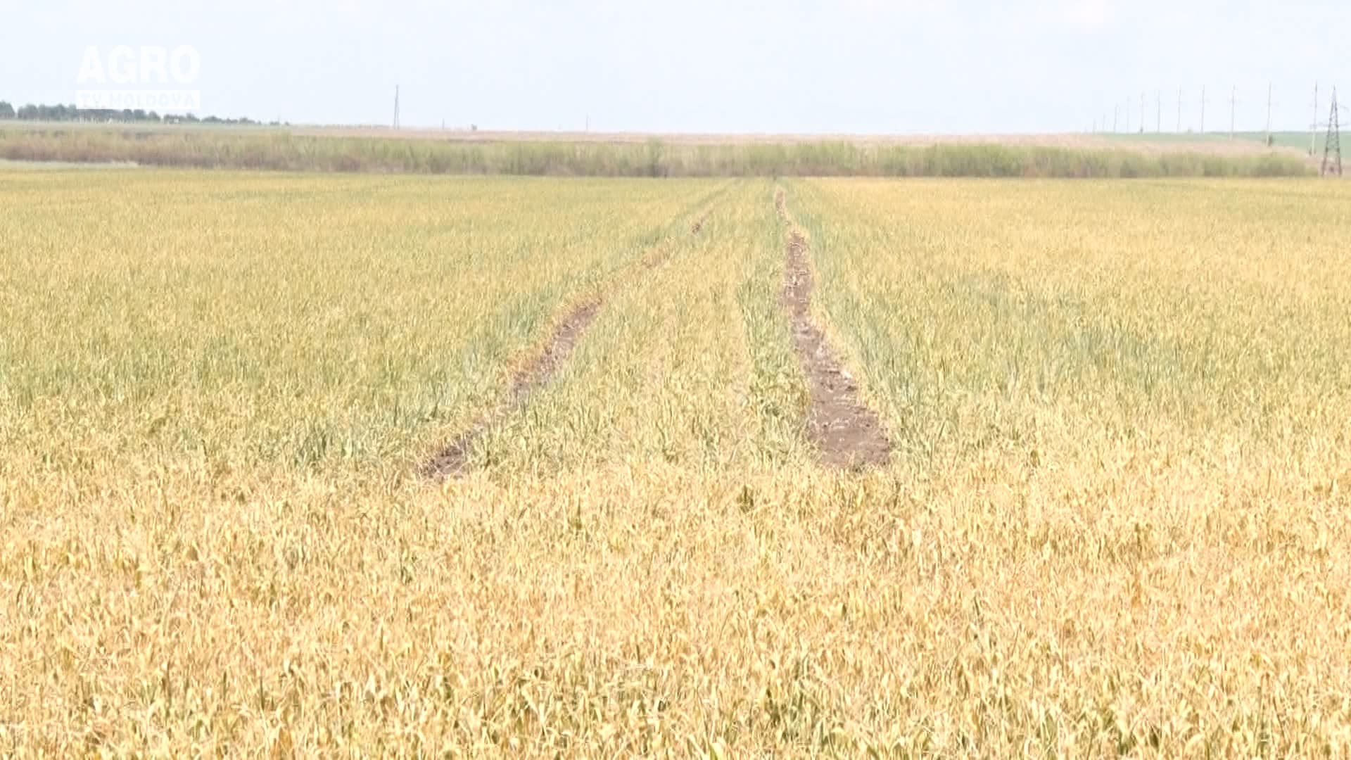 Prognozele sezonului agricol curent