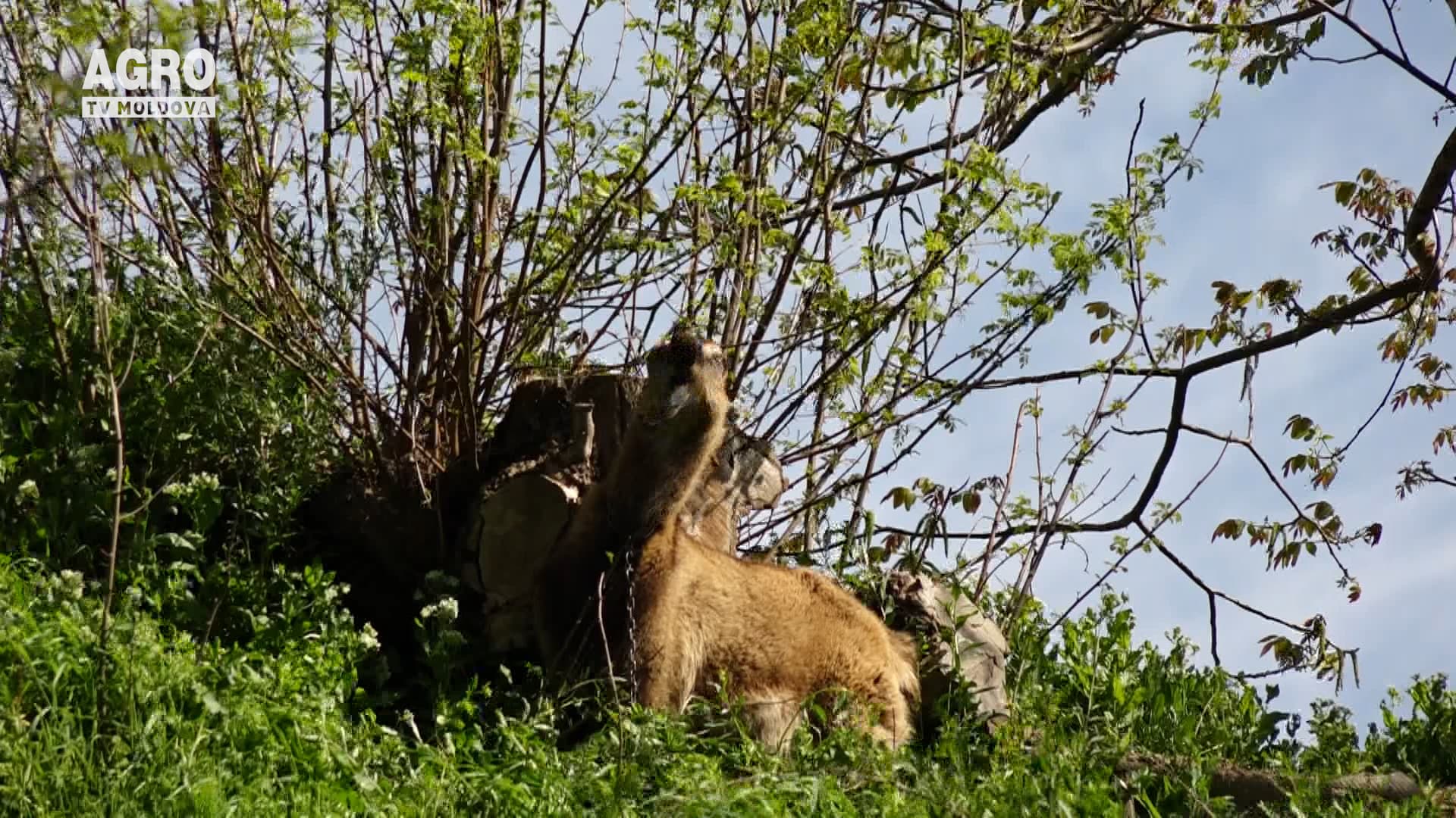 Recomandări pentru proprietarii de animale