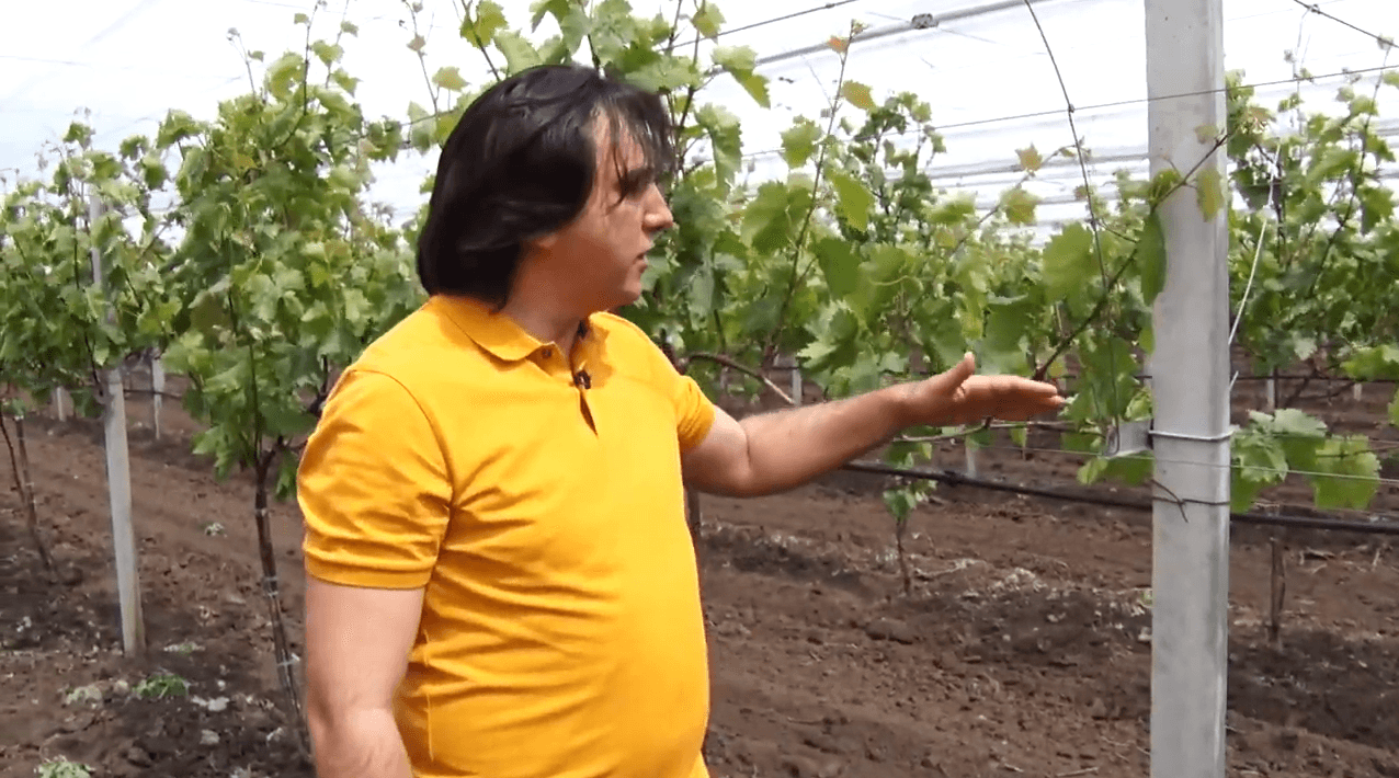 Sisteme de suport pentru Pergola Tendone. Înființarea corectă a plantațiilor de viță-de-vie