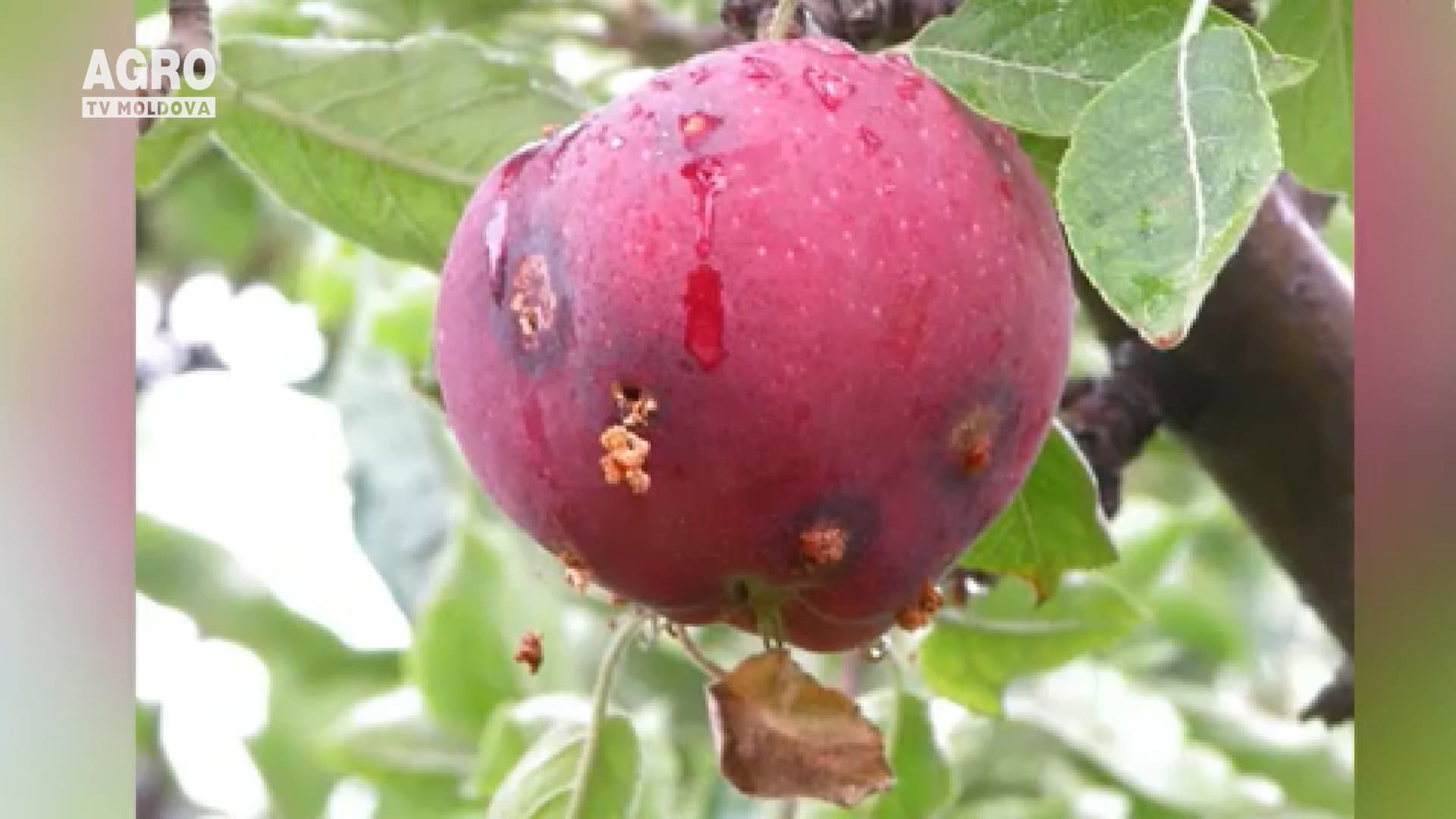 Atenție la molia orientală a fructelor