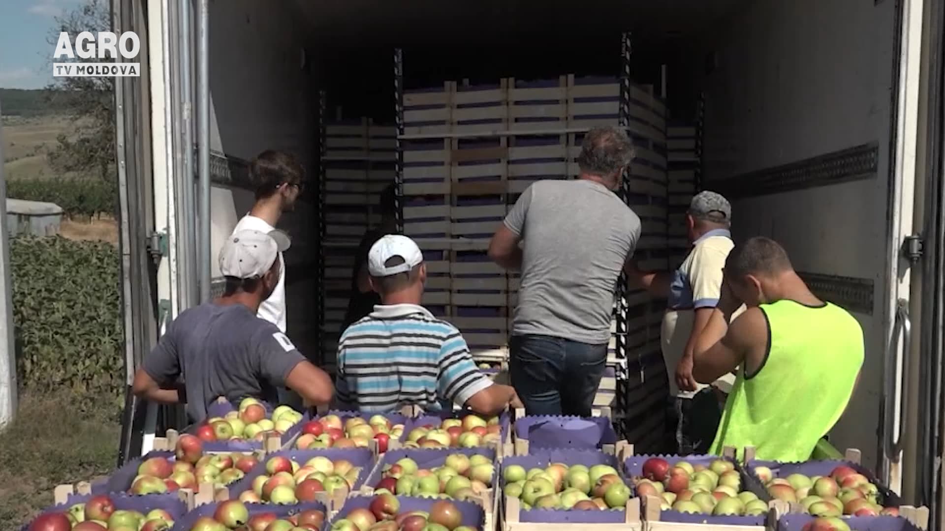 Primele mere sunt pregătite pentru export