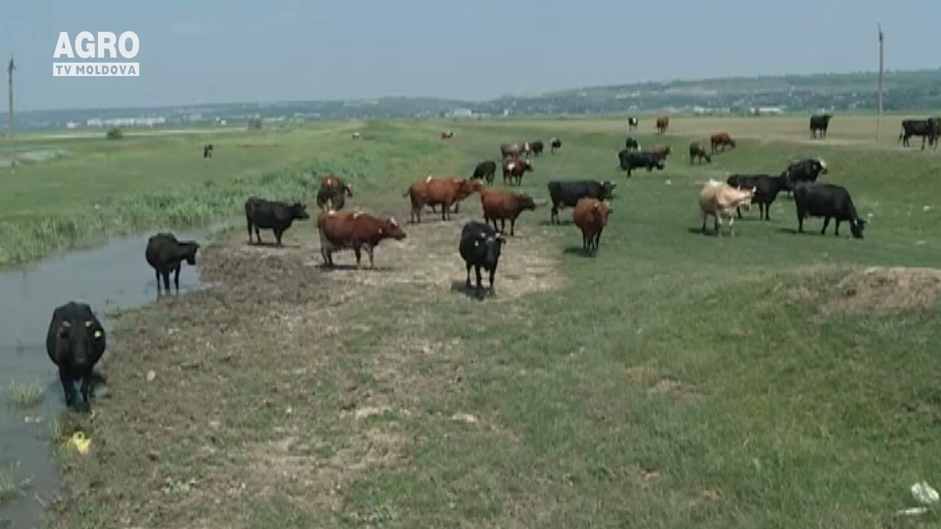 Cum protejăm animalele pe vreme caniculară