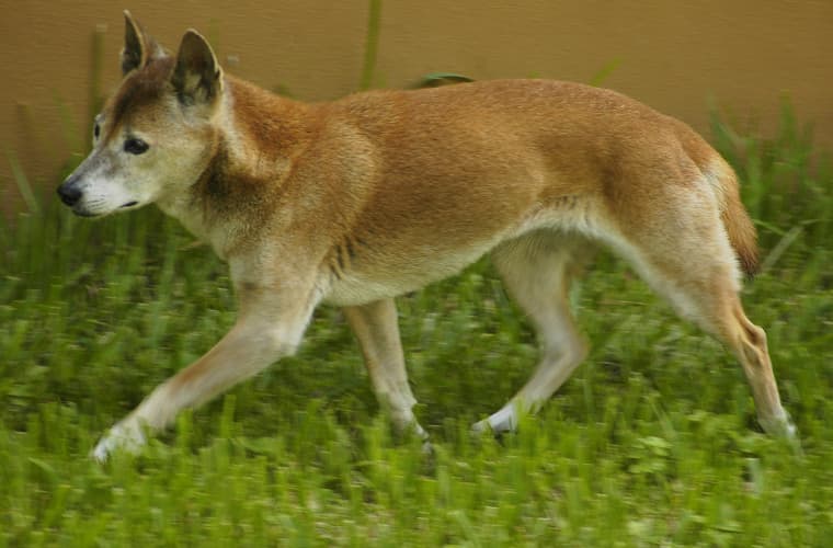 Coreea de Sud interzice vânzarea cărnii de câine