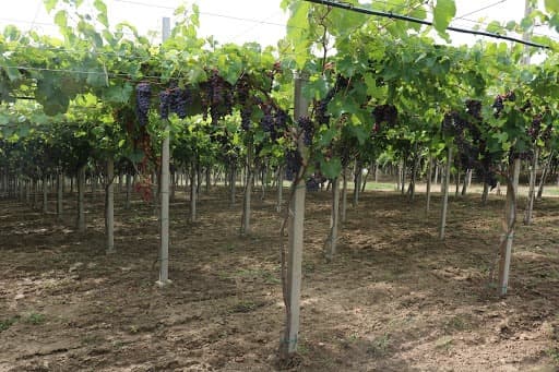 Sistemul de producere Pergola – viitorul viticulturii