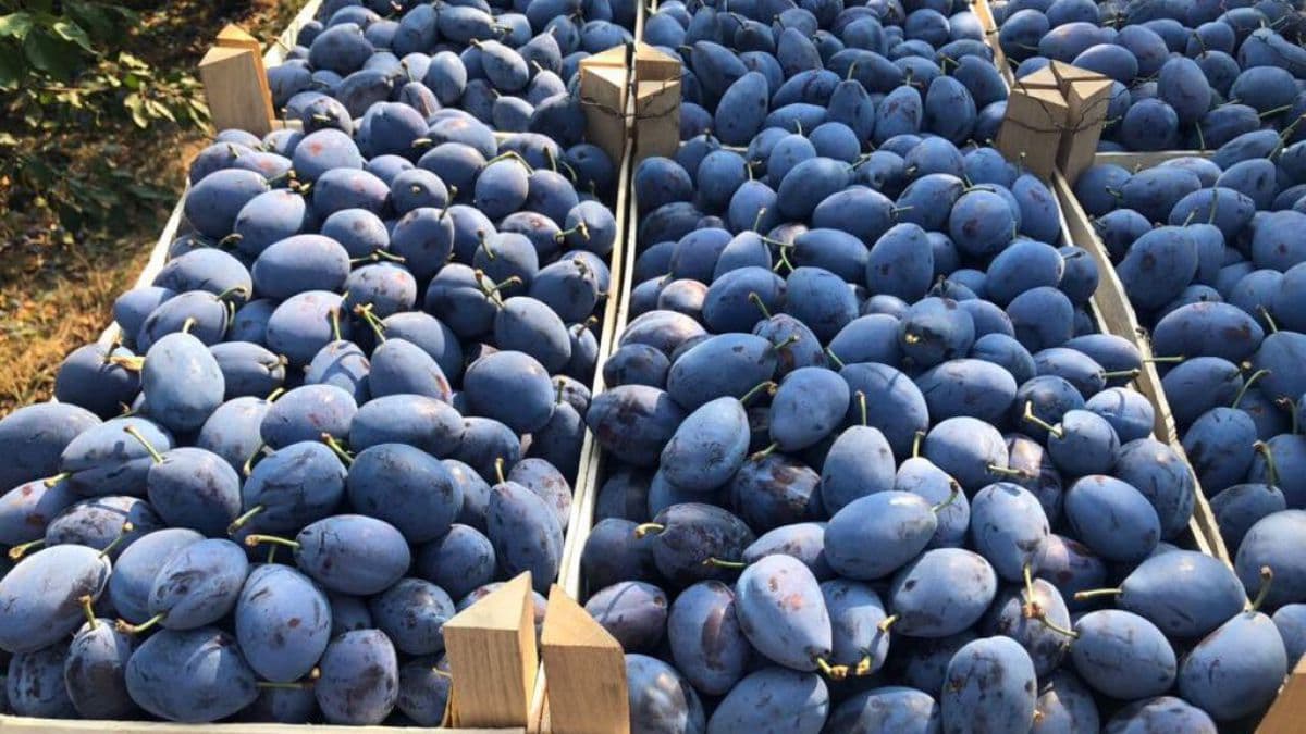20 de tone de prune moldovenești, distruse în Rusia