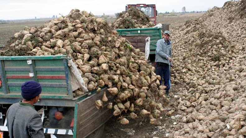A început recoltarea sfeclei de zahăr în nordul țării