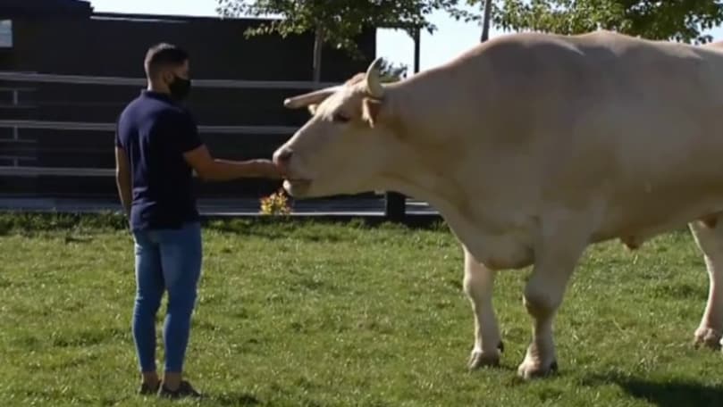 Cel mai scump taur din lume viețuiește în Spania