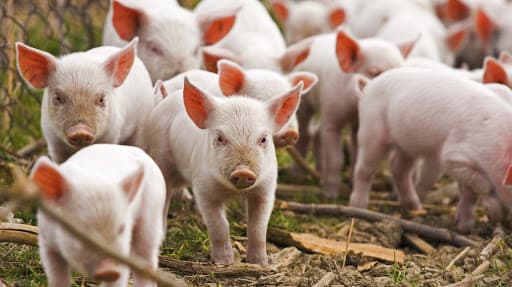 Focar de pestă porcină la Glodeni