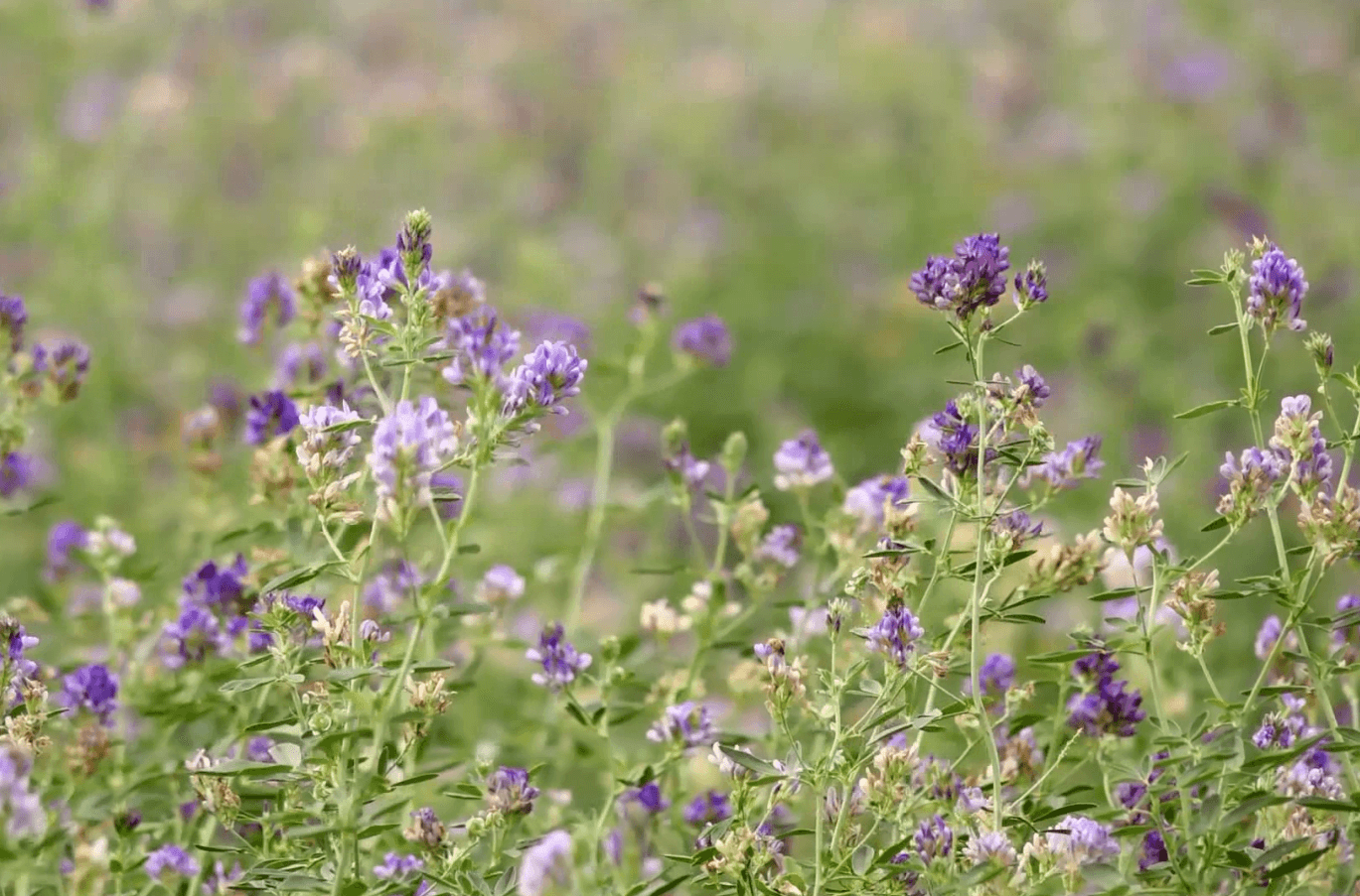 Ziua câmpului - Cultivarea lucernei în sistemul agriculturii ecologice