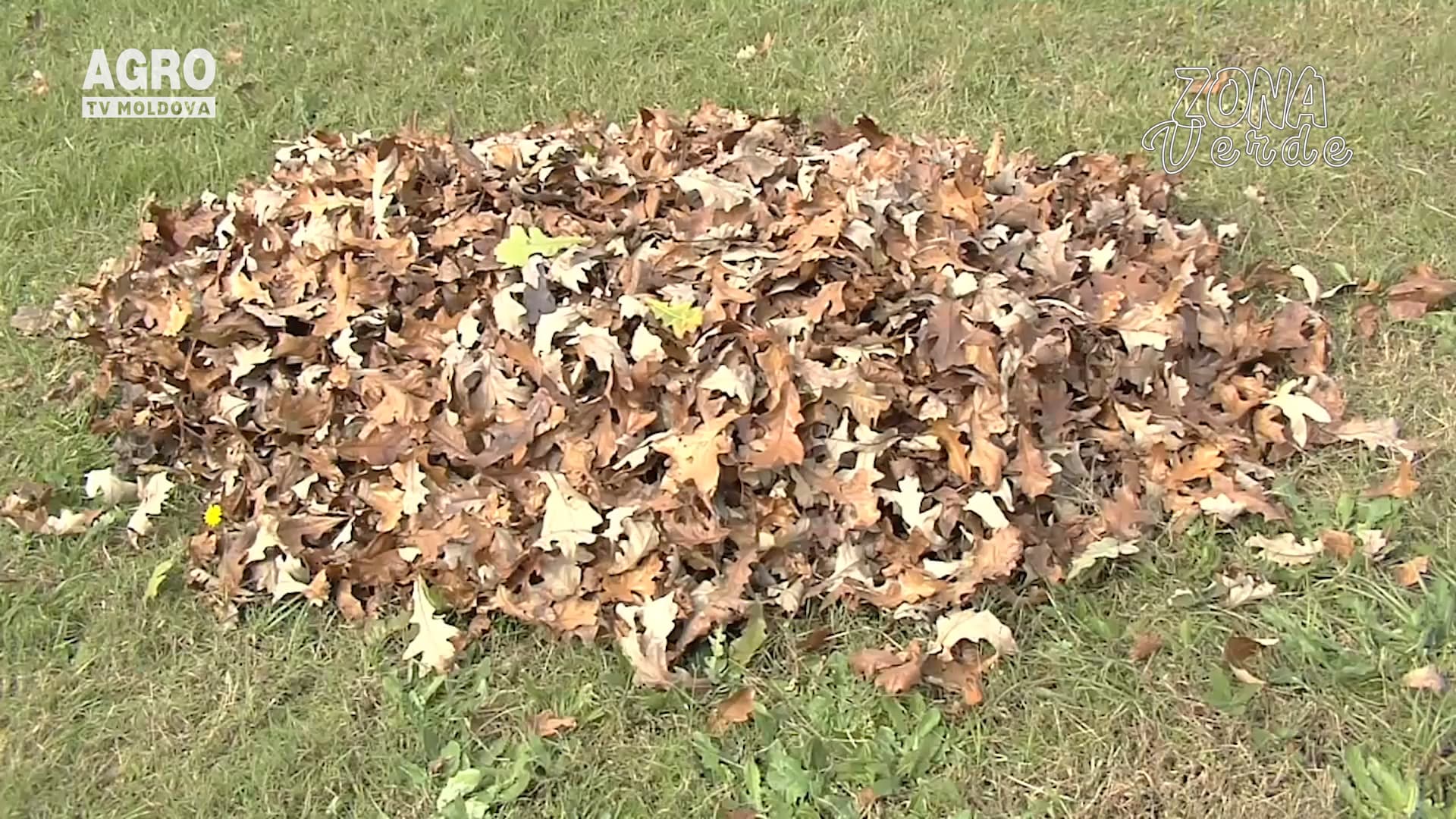 Zona Verde-transformarea frunzelor în compost pas cu pas