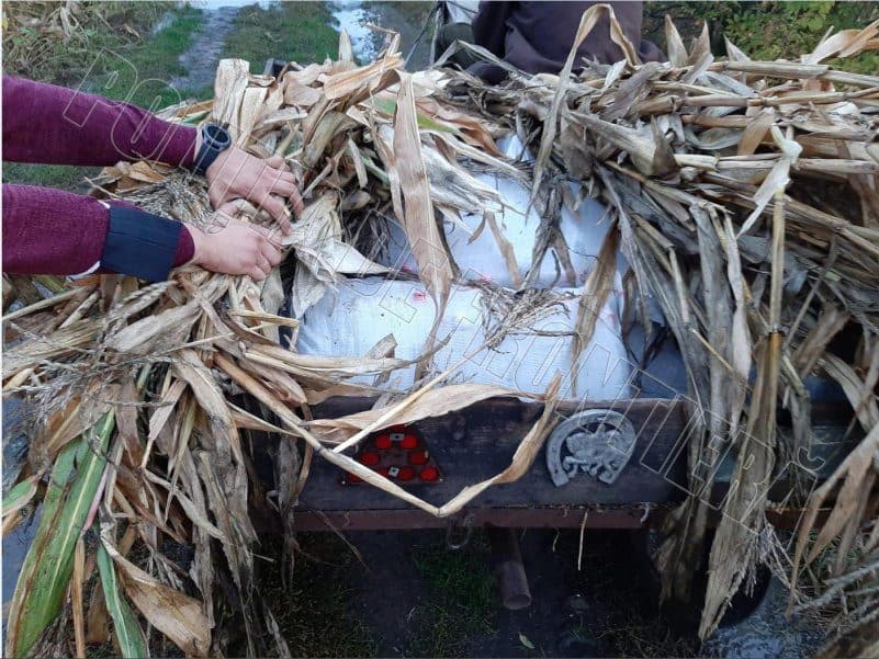 Alcool camuflat într-o căruță cu snopi de porumb
