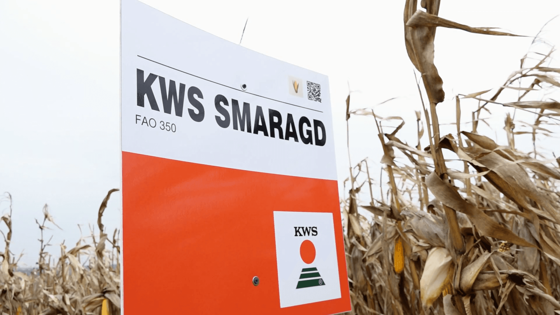 Hibrizii KWS au demonstrat performanță chiar și în condițiile unui an secetos