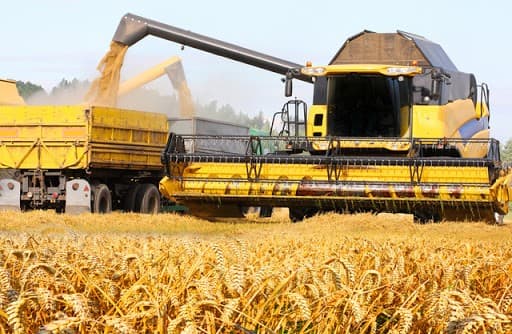 FAO: Recolta mondială de cereale va atinge un nivel record