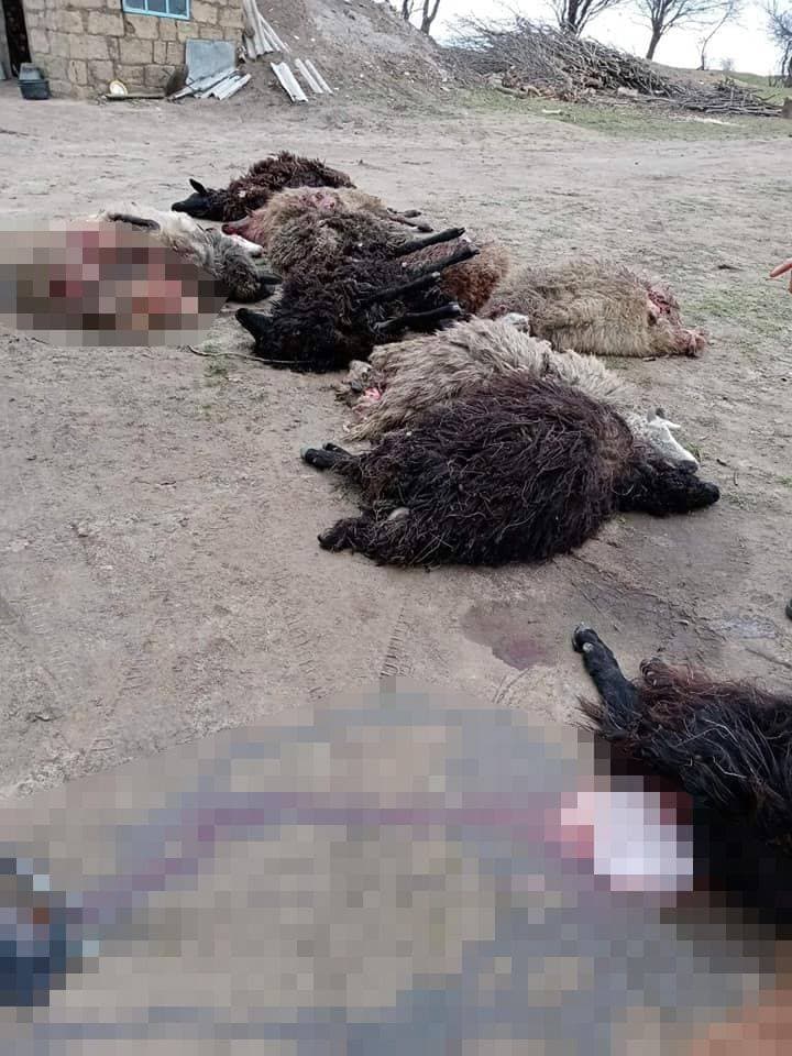 O haită de lupi a sfâșiat zeci de oi și capre la Florești