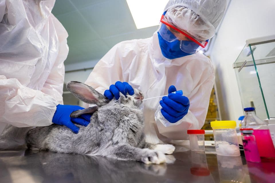 Rusia produce primul lot de vaccin COVID-19 pentru animale