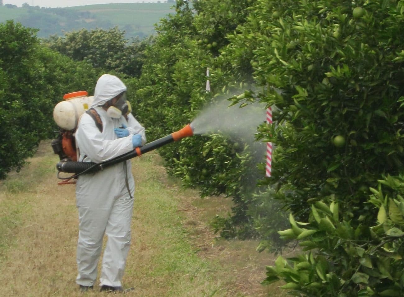 Aveți grijă cu ce stropiți fructele pentru export