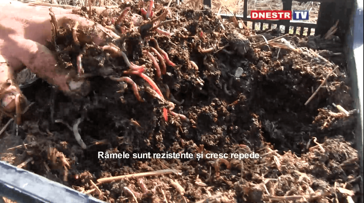 Cu râmele la vânzare