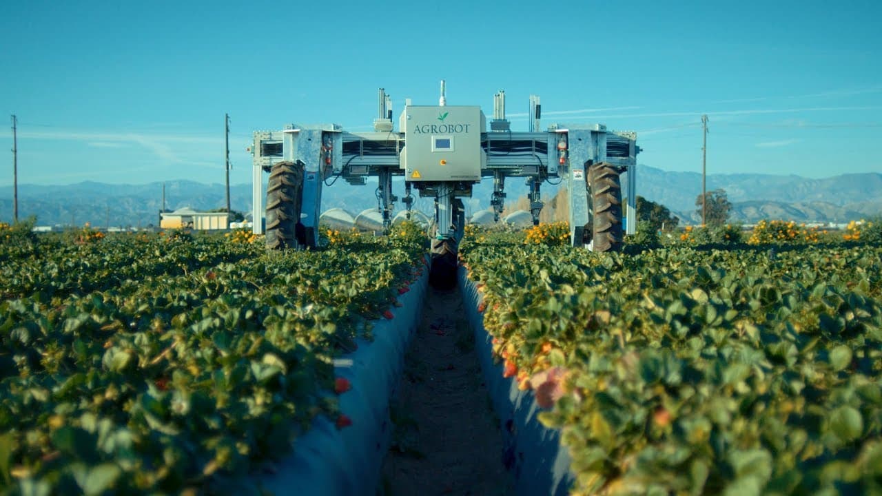 VIDEO/Un robot înlocuiește lucrul căpșunarilor