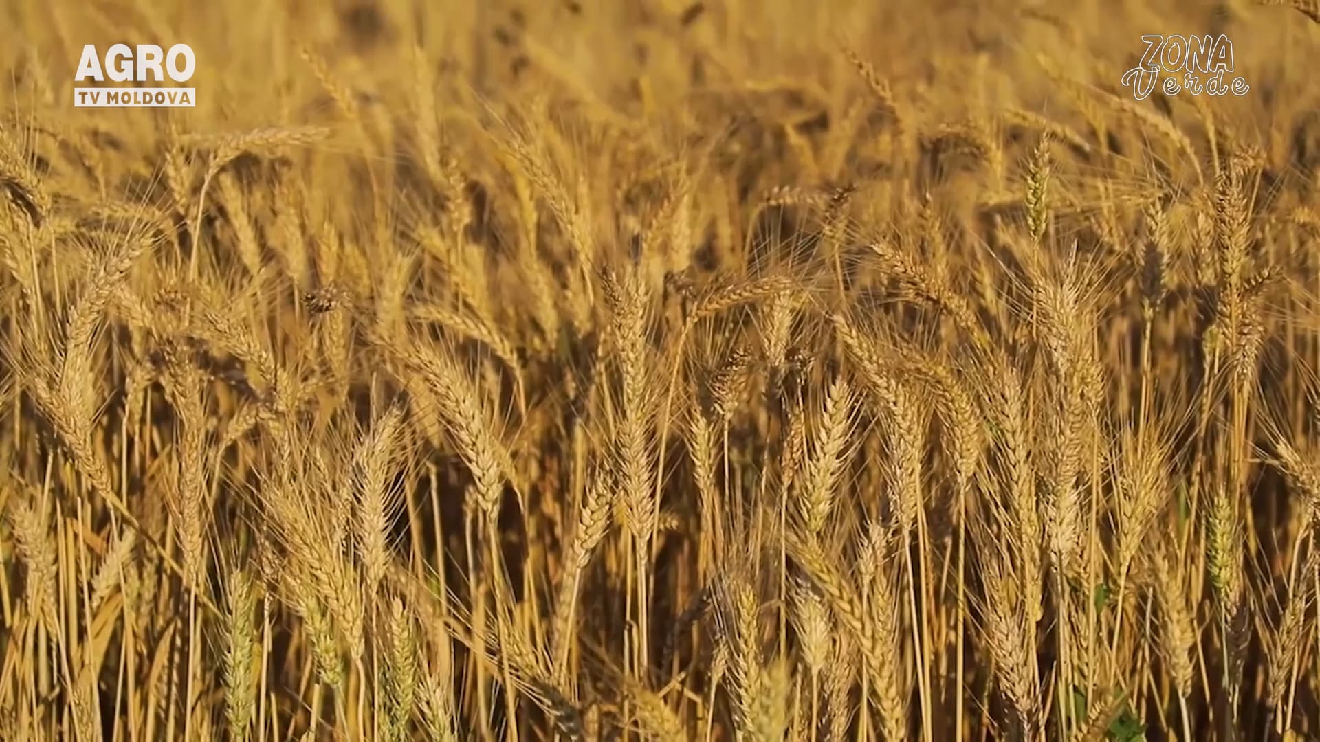 Zona Verde - Grădina ecologică a lui Ion Cazacu
