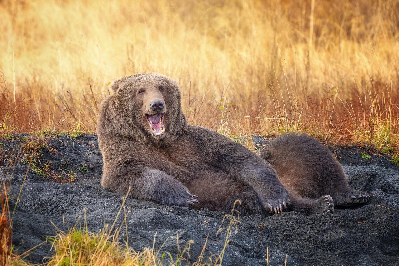 Aceste imagini amuzante cu animale au un mesaj serios!