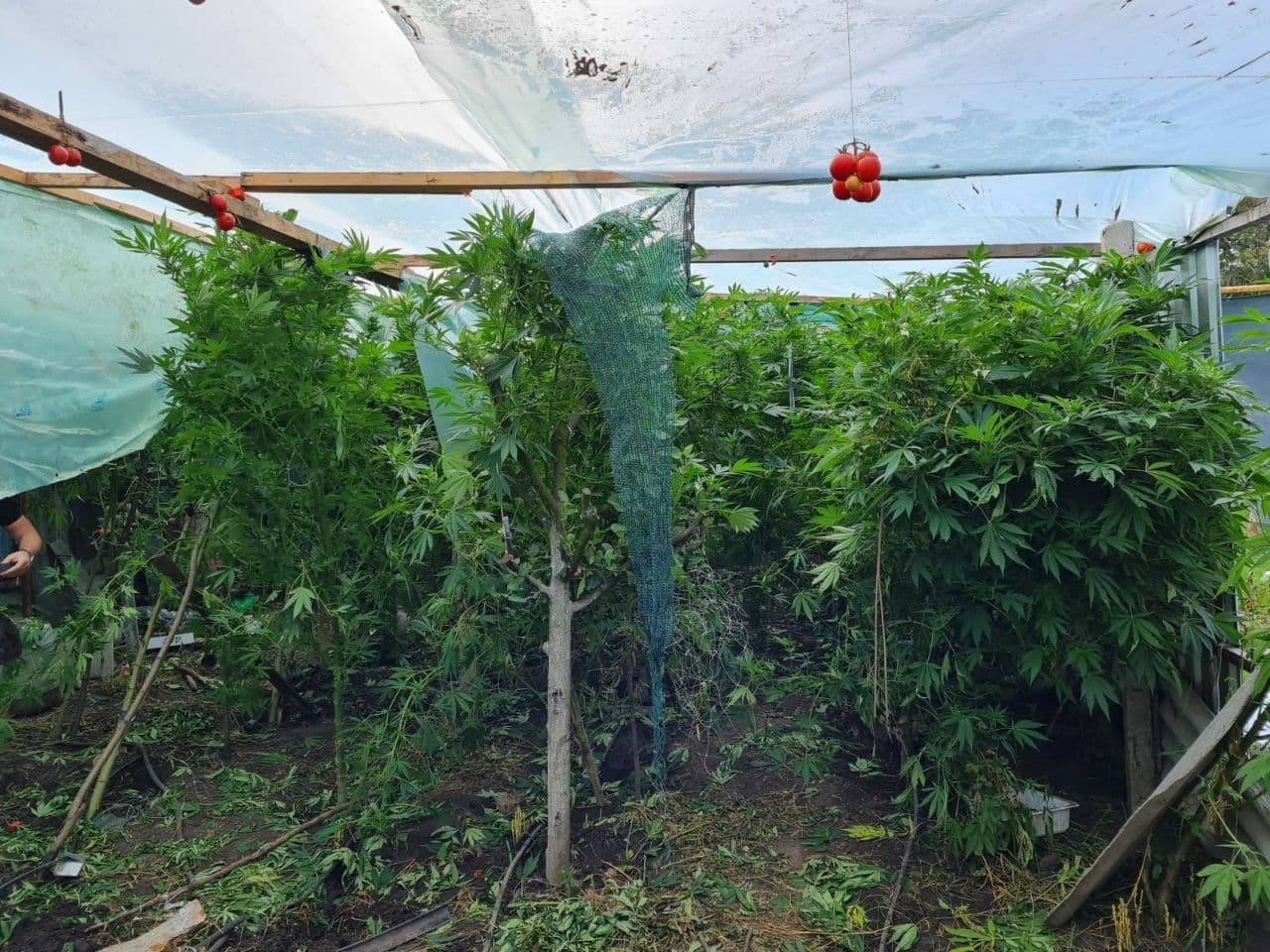 Cultiva cânepă în seră la Orhei