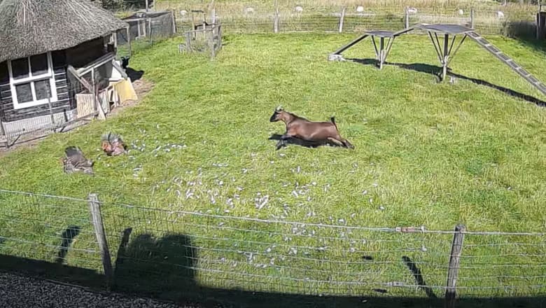 VIDEO / O capră și un cocoș au salvat o găină care fusese atacată de un șoim