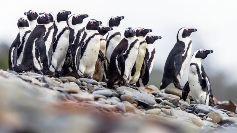 Zeci de pinguini, găsiți morți pe o plajă din Cape Town, după ce au fost atacați de un roi de albine