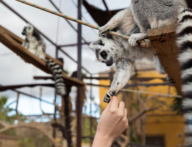O grădină zoologică din SUA a început să vaccineze animalele împotriva Covid-19