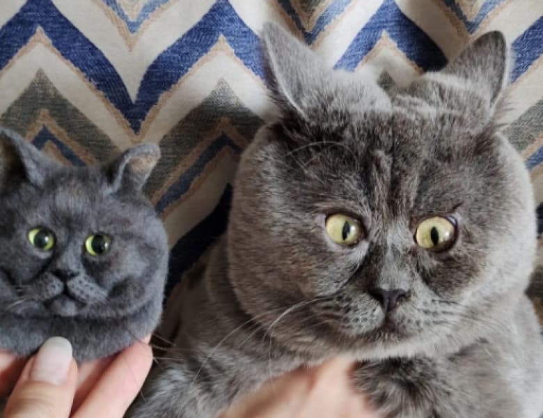 O pisică care pare mereu surprinsă a devenit senzația internetului. Felina are peste 30.000 de urmăritori pe Instagram