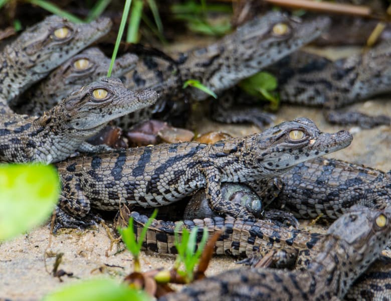 Descoperire inedită în Cambodgia. Cercetătorii au găsit opt pui de crocodil dintr-o specie aflată în pericol de dispariție