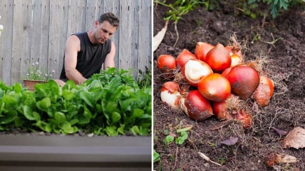 Calendarul grădinarului: Ce legume semănăm în septembrie