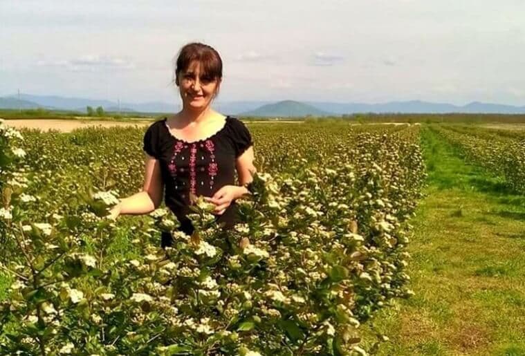 Cultura de aronia: exemplul profitabil al unei familii din România