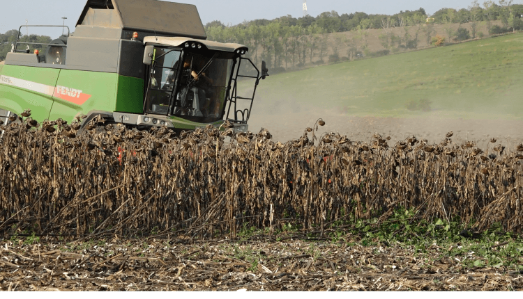 Paradox: Recoltă bogată de floarea-soarelui, prețuri exagerate la ulei