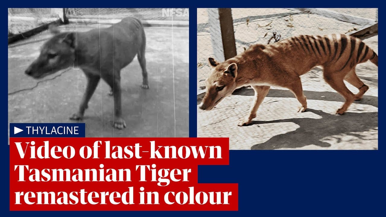 Primele imagini color cu tigrul tasmanian, specie dispărută în anii ‘30