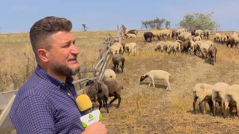 A lăsat Bruxelles-ul pentru a crește oi de rasă