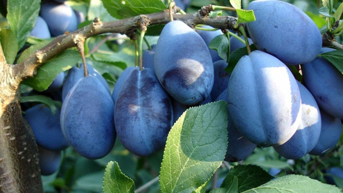Moldova, cel mai mare exportator de prune din Europa de Est