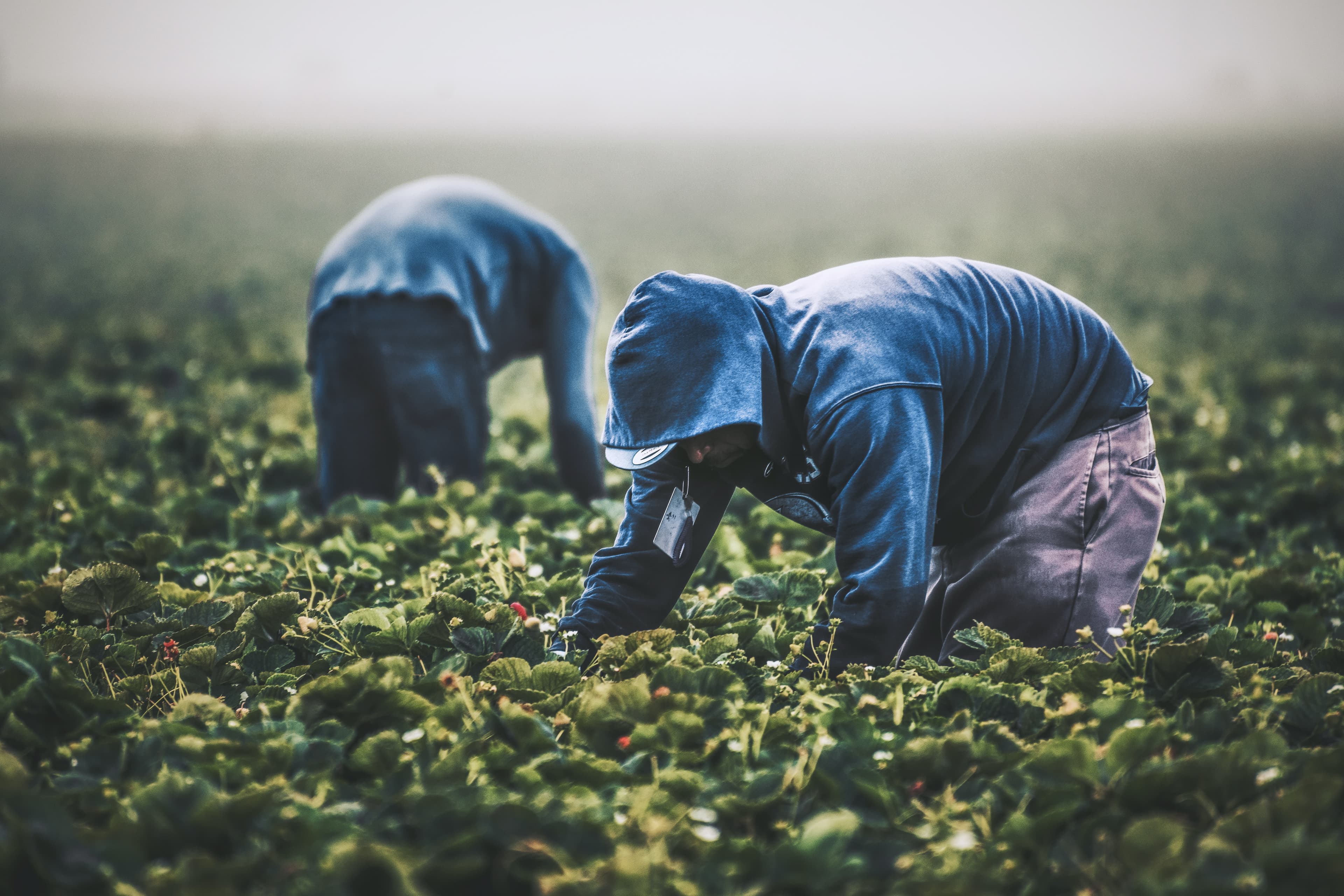 Danemarca le cere imigranților să muncească pentru a primi indemnizația de șomaj