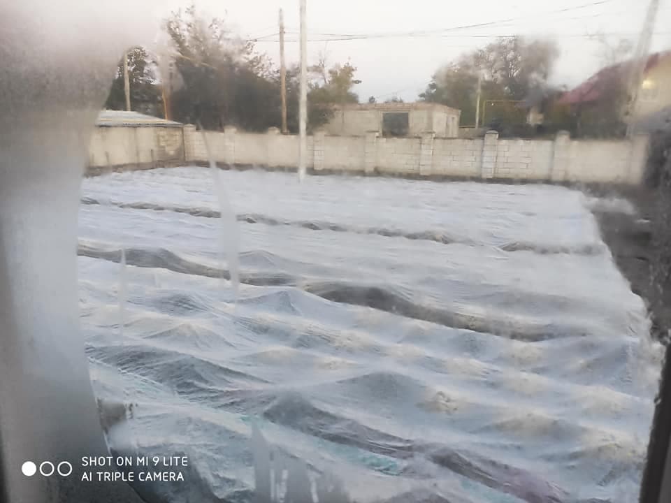 VEZI cum se luptă florarii din Bălți cu temperaturile joase