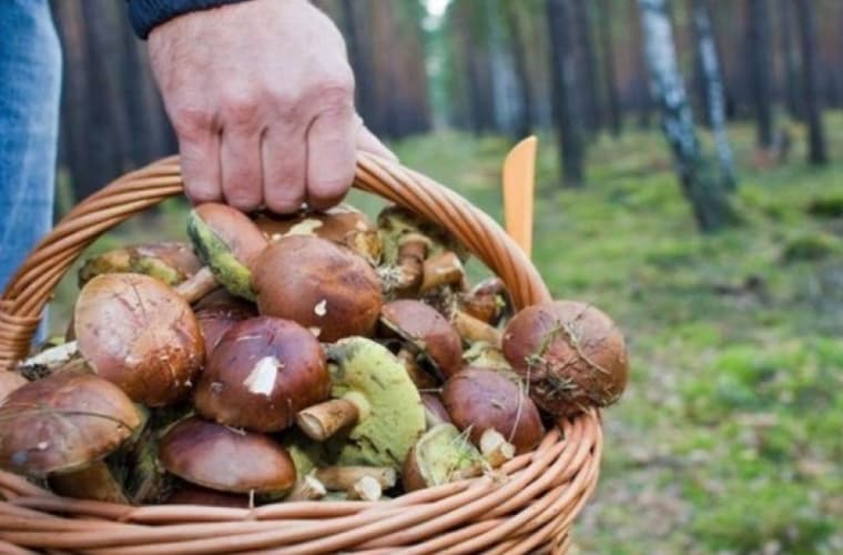 Se atestă răspândirea intoxicaţiilor cu ciuperci la copii. Recomandările specialiștilor