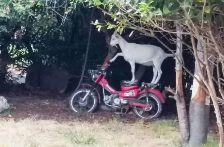 Criză națională în Noua Zeelandă, din cauza caprelor