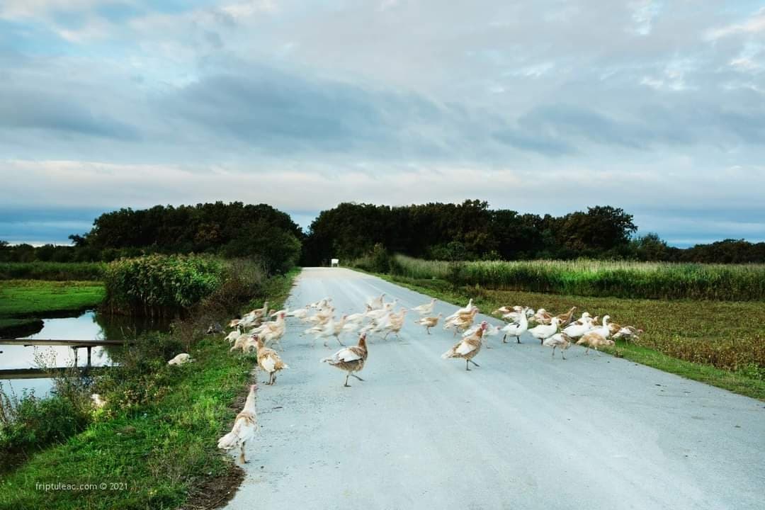 (FOTO) Rezervația Naturală Pădurea Domnească – un colțișor de rai din nordul Moldovei