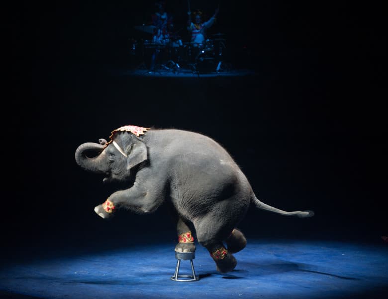 Țara în care folosirea animalelor sălbatice în companii de circ şi în delfinarii ar putea fi interzisă