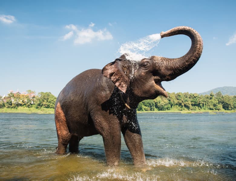 Reacția unui pui de elefant atunci când se bălăcește pentru prima oară într-un lac: "Este atât de fericit să fie în apă"