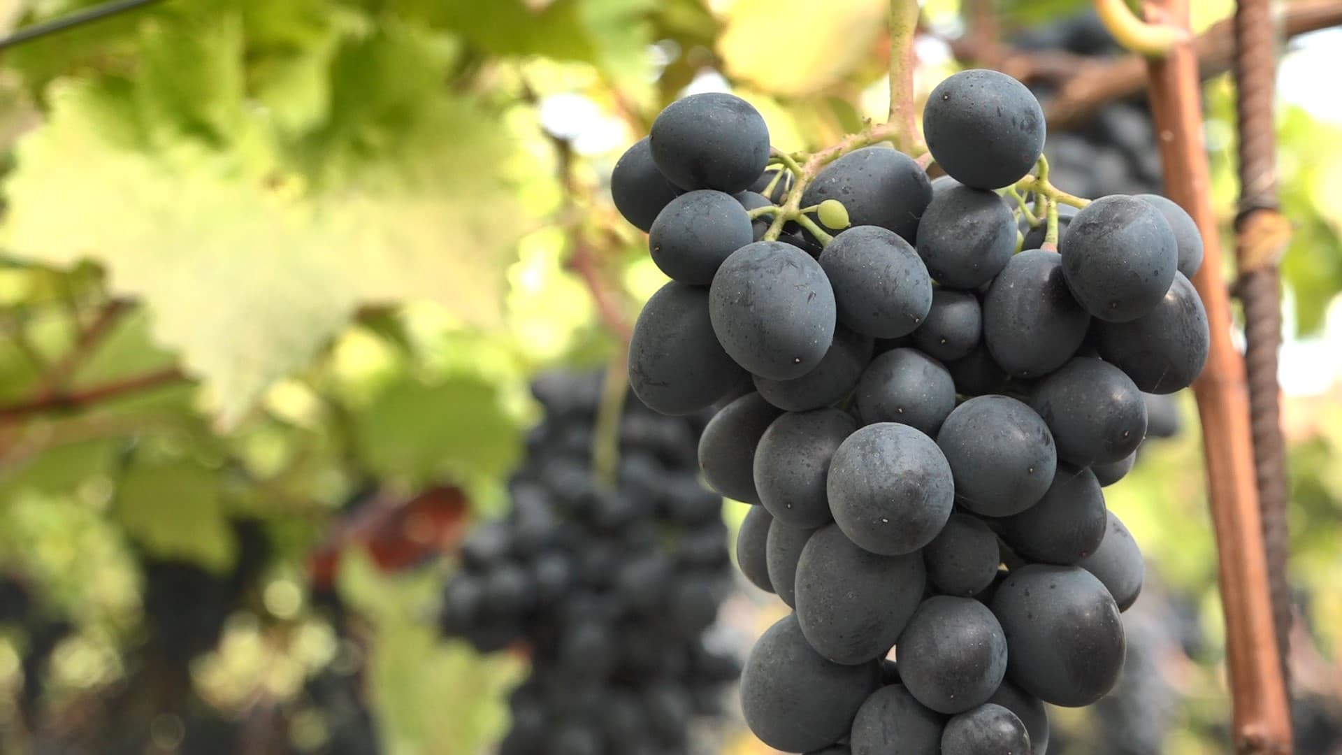 Strugurii de soiul Moldova se exportă la preț de 15 lei