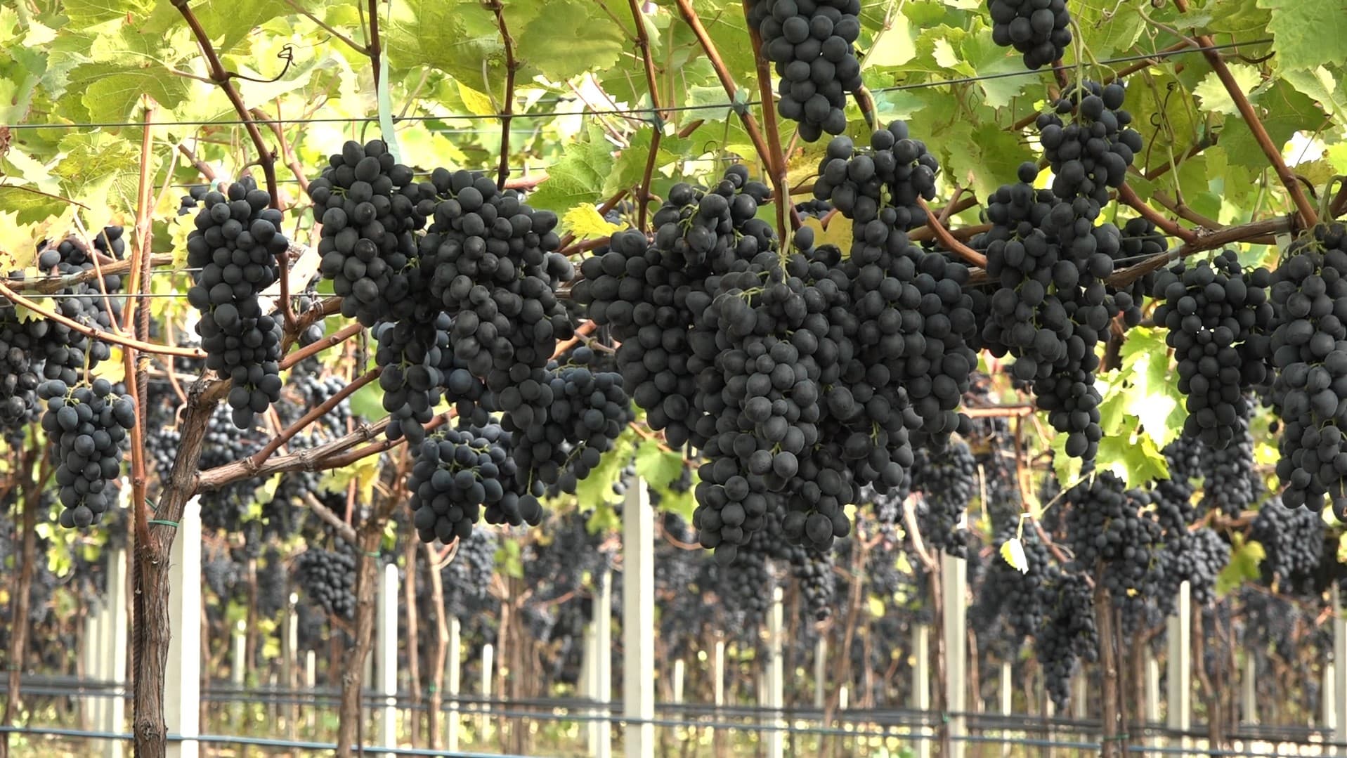 Tehnologia Pergola poate oferi o recoltă de 40 tone la hectar