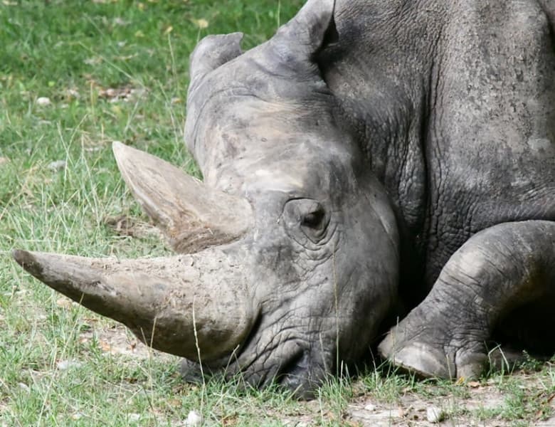 Cel mai bătrân rinocer din lume a murit la 54 de ani. Animalul, numit "bunicul Tony", s-a stins la o grădină zoologică din Italia