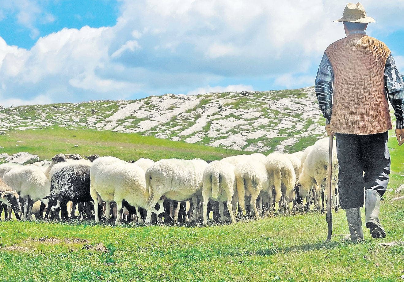 2021: mai multe cerealiere, mai puține animale