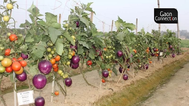 Brimato - plantă pe care cresc concomitent vinete și roșii / FOTO