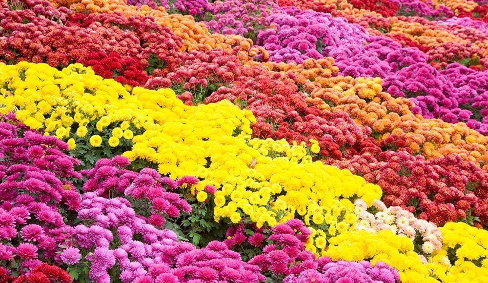 Târg de crizanteme, la Grădina Botanică
