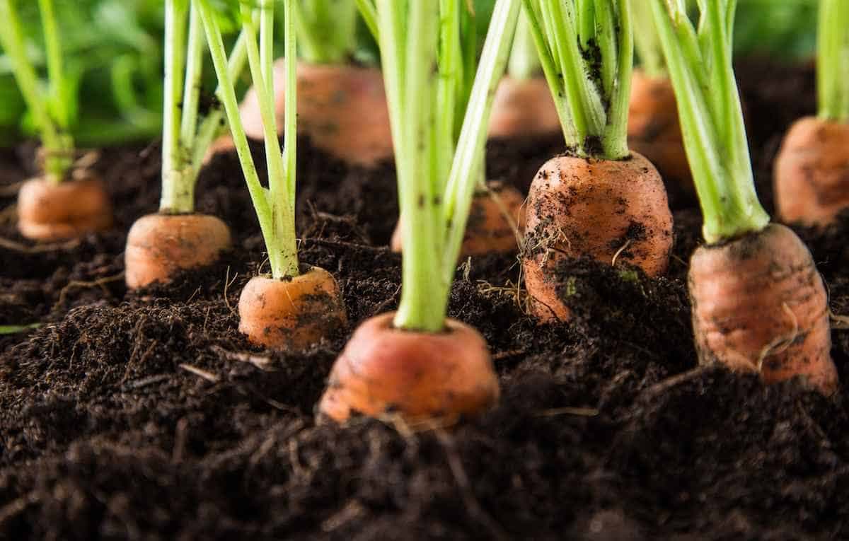 Secretele modului de a stoca corect morcovii pentru iarna acasă: cele mai bune moduri